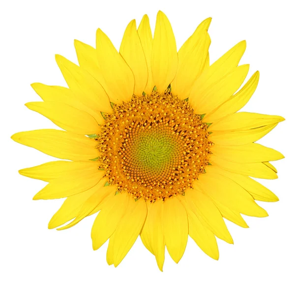 Güneş Çiçeği Beyaz Arka Planda Izole — Stok fotoğraf
