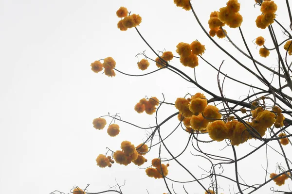 Δέντρο Κίτρινα Λουλούδια Και Ουρανό — Φωτογραφία Αρχείου