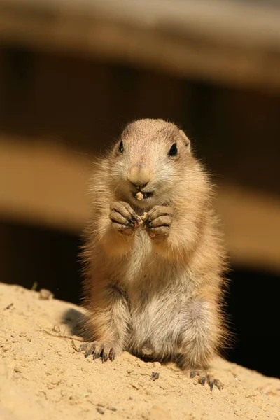 Pequeño Bebé Prairiedog Comer — Foto de Stock