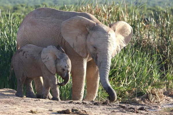 Mladý Africký Slon Sourozenci Vodní Díry — Stock fotografie