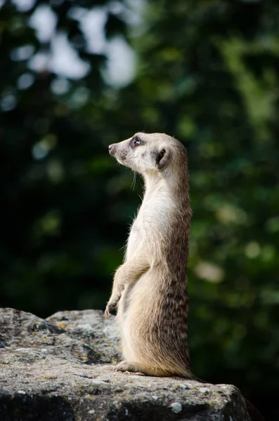 Une Sorte Animal Focalisation Sélective — Photo