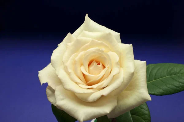 Hermosa Flor Rosa Fresca Sobre Fondo Azul Oscuro — Foto de Stock