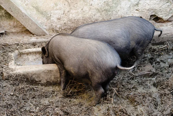 Hayvan Bir Tür Seçici Odak — Stok fotoğraf