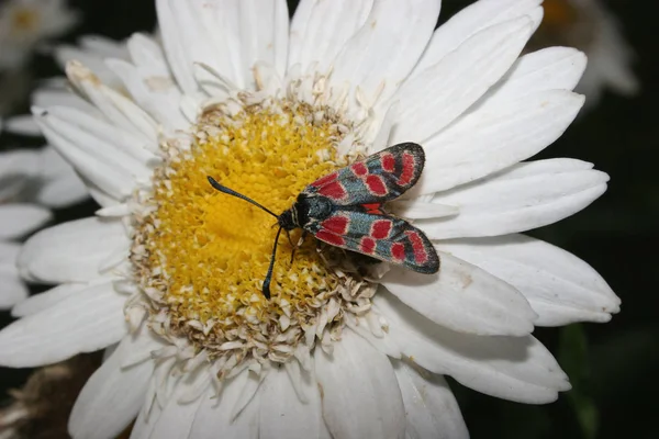 Burnet Seis Pontos Zygaena Filipendulae Uma Flor — Fotografia de Stock