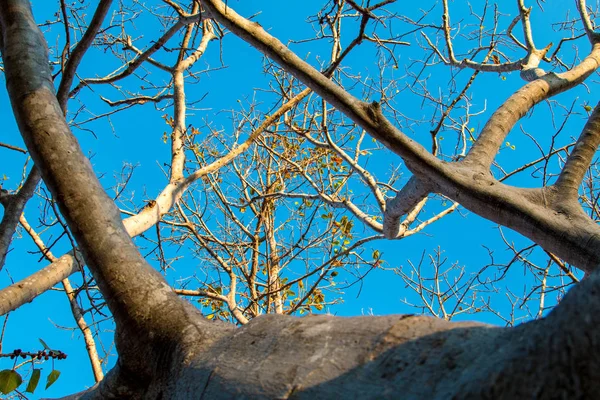 Hermoso Fondo Cielo Azul — Foto de Stock