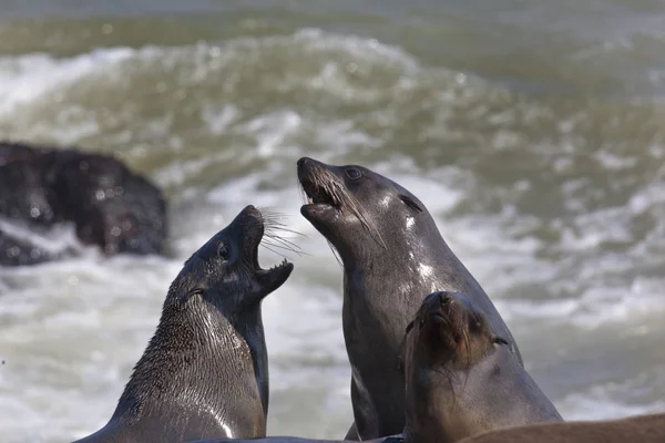 Focas Del Cabo Arctocephalus Pusillus Cruz Del Cabo Costa Namibia — Foto de Stock