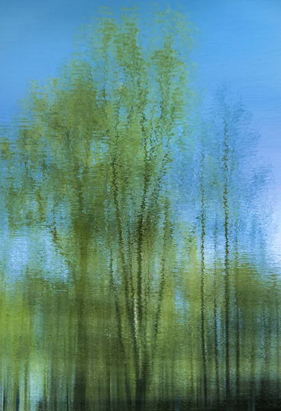 Зеркало Деревьев Воде — стоковое фото