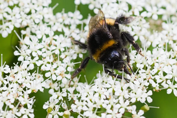 Little Bumble Bee Blommor Sommar Upptagen Samla Nektar — Stockfoto