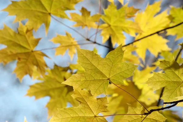 Podzim Opustí Pozadí Slunečného Dne — Stock fotografie