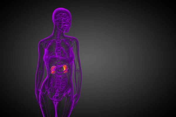 ひと腎臓 正面の レンダリングの医療イラスト — ストック写真