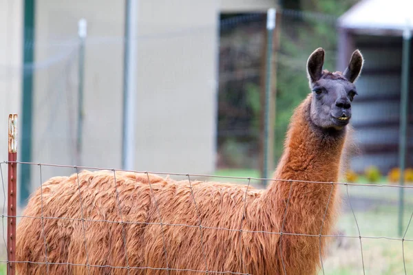 Una Llama Pastando Campo Hierba Verde Oregon —  Fotos de Stock