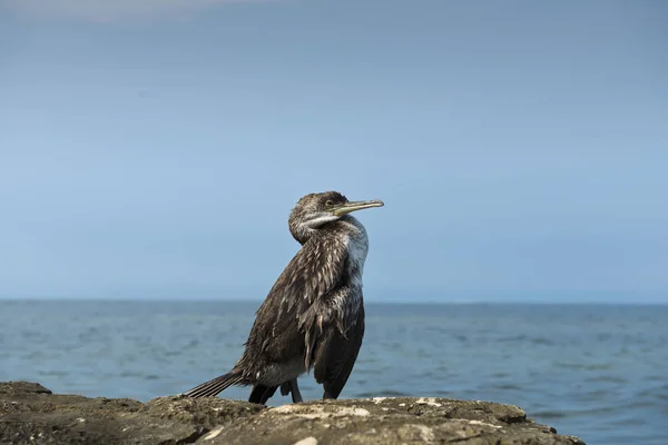 Sebuah Kormoran Bebatuan — Stok Foto