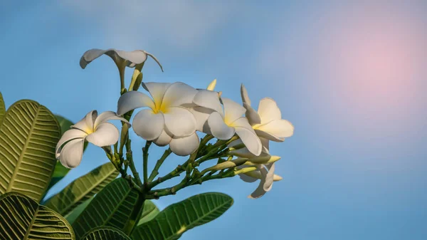 Цветок Плюмерии Голубом Фоне Неба — стоковое фото