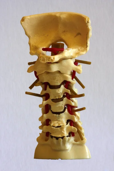 Modelo Uma Coluna Vertebral Humana — Fotografia de Stock