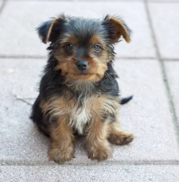 Bir Yorkie Köpek Portresi — Stok fotoğraf