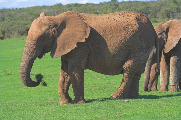 Grupo Elefantes Hábitat Natural —  Fotos de Stock