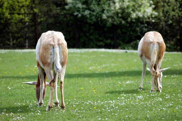 Два Антилопи Їдять Зелену Траву — стокове фото