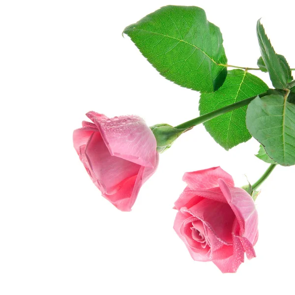 Rosas Rosadas Aisladas Sobre Fondo Blanco — Foto de Stock