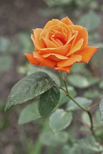 Brillante Flor Rosa Hermosa Luz Del Día Primer Plano — Foto de Stock