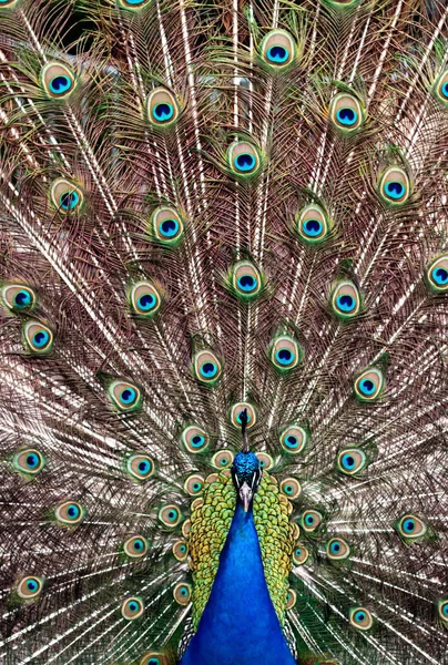 孔雀和他的全色尾巴 — 图库照片