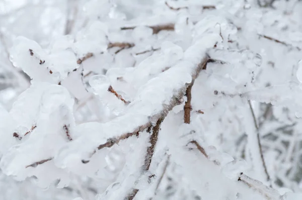 凍結雨やみぞれ覆われた木と公園森林面 — ストック写真