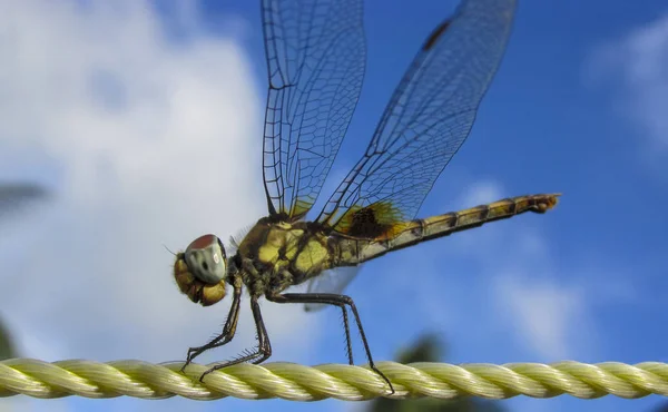 Dragonfly Cuerda Plástico Primer Plano Sobre Fondo Cielo Azul — Foto de Stock