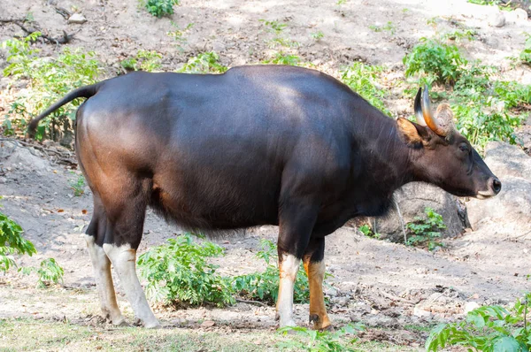 Black Bison Khao Kheow Open Zoo Thailand — Stock Photo, Image