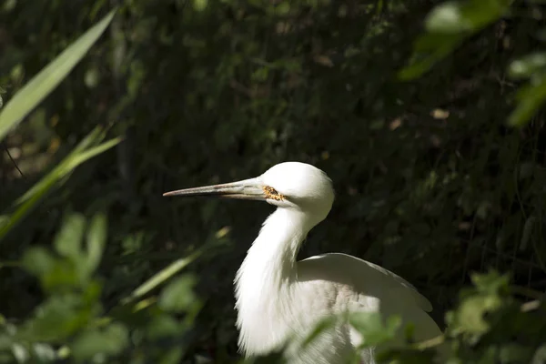 Maguari Ooievaar Ciconia Maguari Een Park — Stockfoto