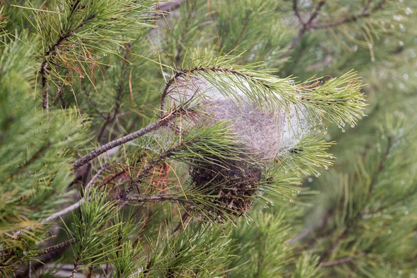 Vue Rapprochée Nid Teigne Processionnaire Pin Thaumetopoea Pityocampa Considéré Comme — Photo