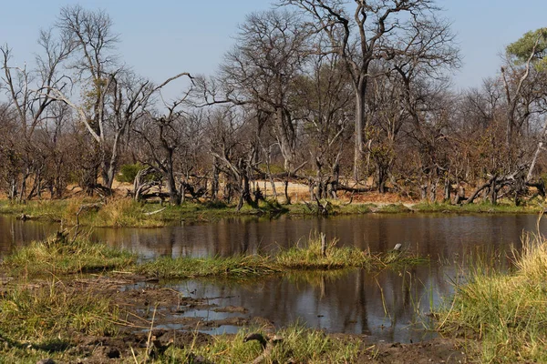 Smukke Landskab Okavango Sumpe Moremi Spil Reserve Landskab Okavango Delta - Stock-foto
