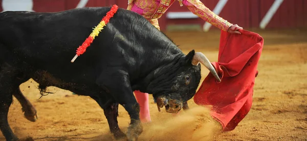 Toro Bullfigth Corrida —  Fotos de Stock