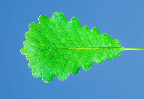 Den Gröna Eken Löv Blå Himmel Botaniska Trädgården — Stockfoto