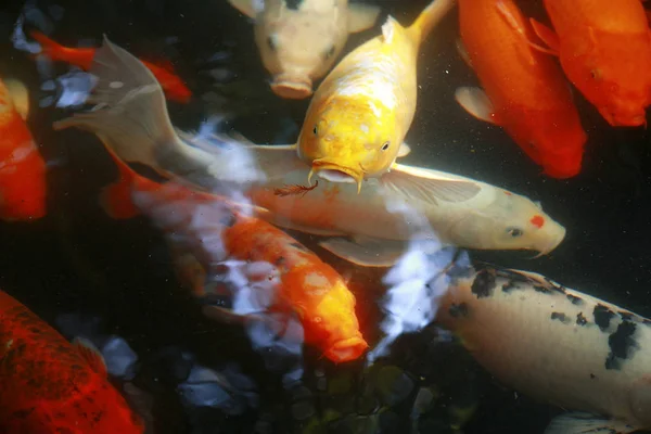 Tropical Exotic Fish Underwater Viaje China — Foto de Stock