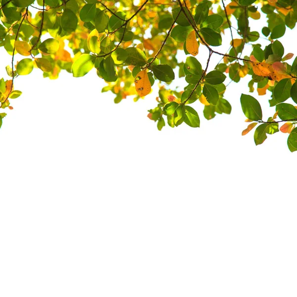 Текстурированные Зеленые Листья — стоковое фото