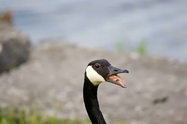 Strong Fear Cakling Goose — Stock Photo, Image