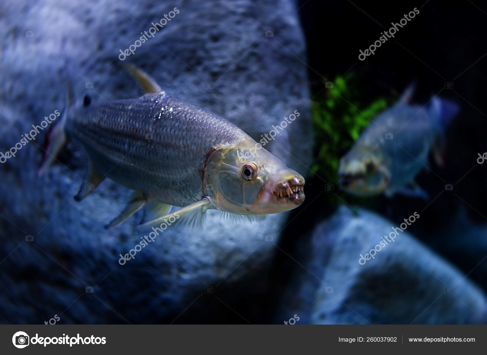 Goliath Tigerfish Aquarium Singapore Stock Photo C Yayimages