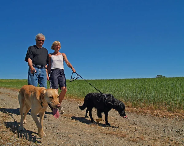Yaşlı Evli Bir Çift Yürüyüş Için Köpeklerini Alarak — Stok fotoğraf