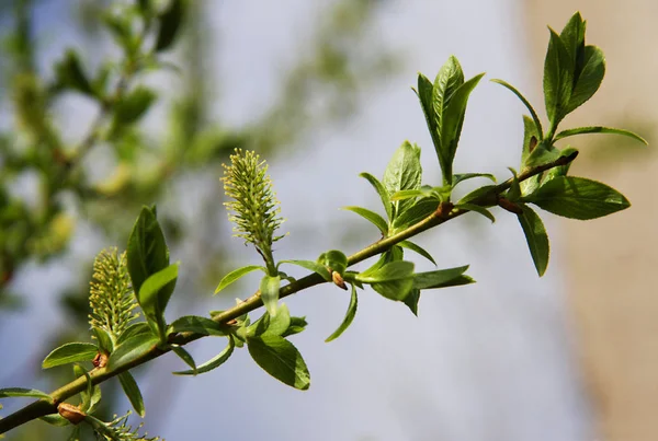 Groene Wilg Tak Met Katjes — Stockfoto