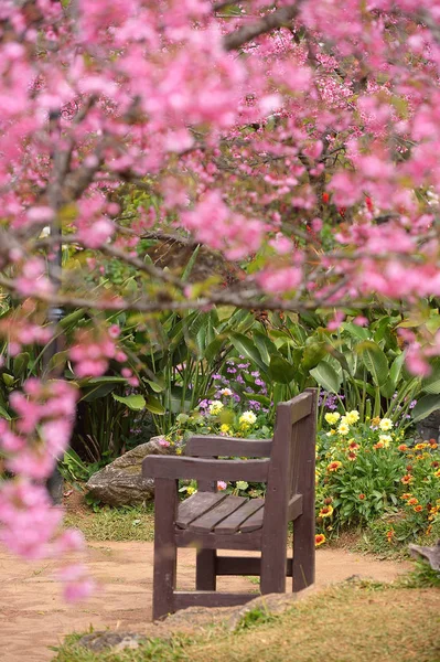 Himalayan Cherry Prunus Cerasoides Blooming Doi Angkhang Thailand Thailand Call — Stock Photo, Image