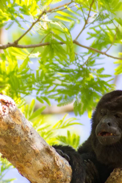 나무에서 경치를 즐기는 하울러 원숭이 — 스톡 사진
