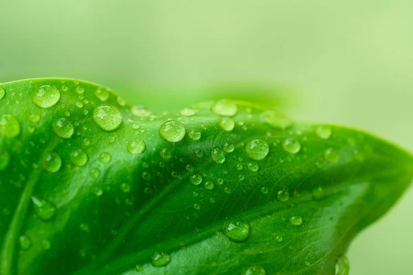 Droppar Vatten Gröna Blad Macro Närbild — Stockfoto