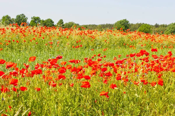 Ein Mohn Ist Eine Von Vielen Bunten Blüten Typischerweise Mit — Stockfoto