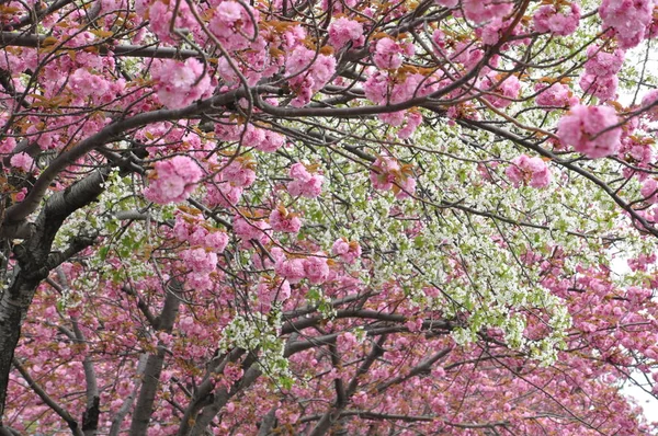 Wiosna Kwiat Kwitnącej Wiśni Gałęziach Drzew — Zdjęcie stockowe