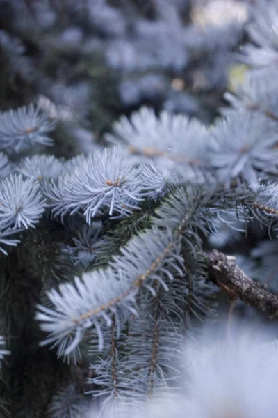 Natura Streszczenie Proste Modne Tło — Zdjęcie stockowe