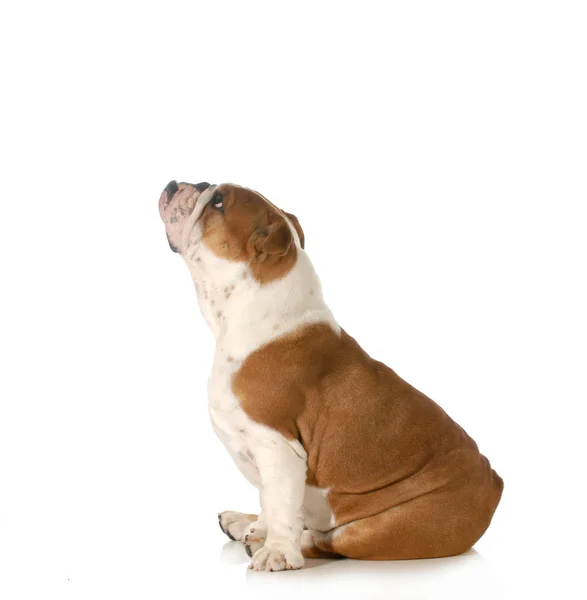 Hund Schaut Auf Englische Bulldogge Sitzt Seitenprofil Schaut Nach Oben — Stockfoto