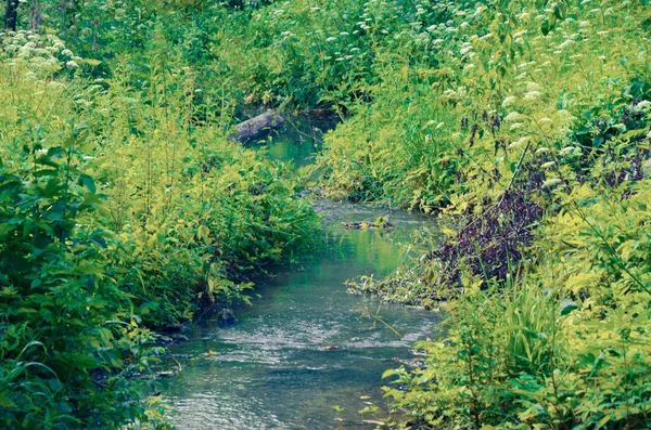 Береги Невеликої Річки Чисті Зелені Зарослих Річки — стокове фото