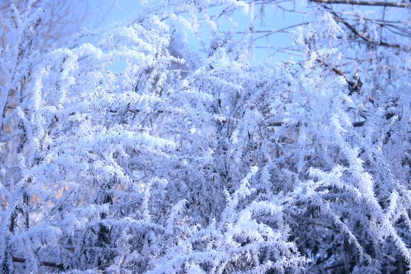 Ramos Inverno Uma Árvore Geada Retirada Aplicação Filtro Ótico — Fotografia de Stock