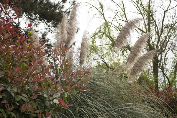 Πράσινα Φύλλα Και Δέντρα Στο Φως Του Ήλιου Στην Ιταλική — Φωτογραφία Αρχείου