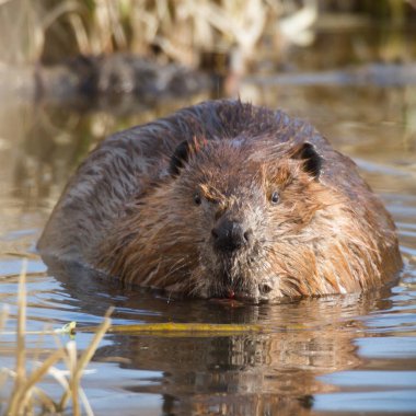 shot of a wild beaver near lake, nature series clipart
