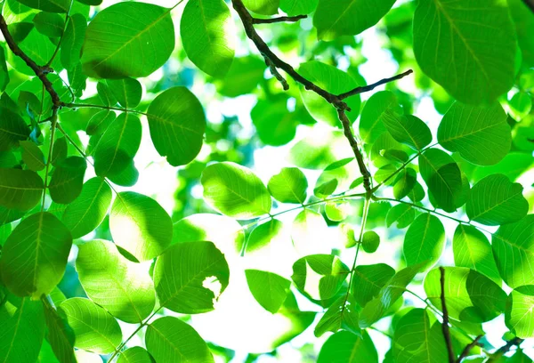Frische Grüne Blätter Mit Unschärfen — Stockfoto